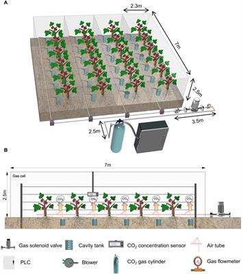 Response of photosynthetic characteristics and yield of grape to different CO2 concentrations in a greenhouse